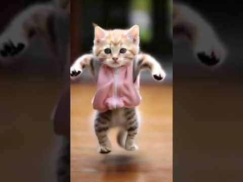 so funny cat videos  cat catlover funnycat shortvideo shortsfeed shorts shortsvideo - Funny cat clips thumbnail