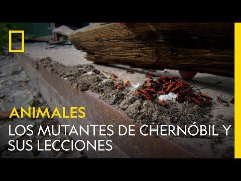 Los mutantes de Chernóbil y sus lecciones  NATIONAL GEOGRAPHIC ESPAÑA - National Geographic España thumbnail