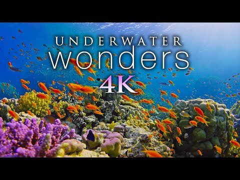  HOURS of K Underwater Wonders  Relaxing Music  Coral Reefs amp Colorful Sea Life in UHD - Nature Relaxation Films thumbnail