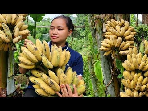 FULL VIDEO  Days Harvest Banana Litchi Fruit Melon Plum go market sell  Cooking Gardening - Lý Thị Ca thumbnail