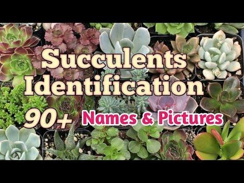 Succulent Identification  Succulent Name with Picture succulentidentification pinayplantita - Pinay Morena USA thumbnail