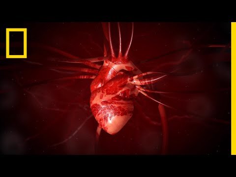 Heart   National Geographic - National Geographic thumbnail