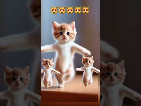 Cat videos funny dance cat lovelyecats catvideos cute shorts ytshortsvideo - Furry Cornerz thumbnail