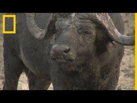 Estos búfalos africanos se protegen los unos a los otros  National Geographic en Español - National Geographic España thumbnail