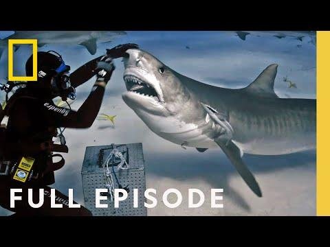 Shark Superpower Full Episode  National Geographic - National Geographic thumbnail