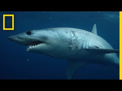 Sharks   National Geographic - National Geographic thumbnail