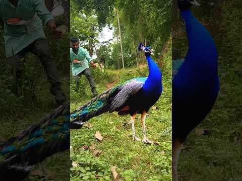 peacock catching reel reels trending viral viralreels video tiger wildlife reelsvideo - Biplab bhutia thumbnail