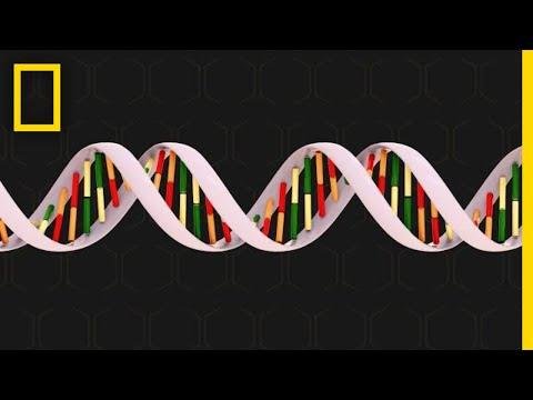 Genetics   National Geographic - National Geographic thumbnail