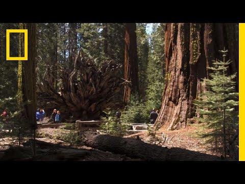 Top  MustSee Attractions in Yosemite  National Geographic - National Geographic thumbnail