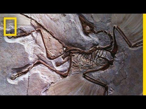 Fossils   National Geographic - National Geographic thumbnail