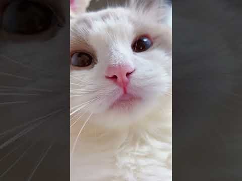 shorts cat meme amp kitten tik tok video  funny cats meow baby cute compilation catcash home - CAT MEOW thumbnail