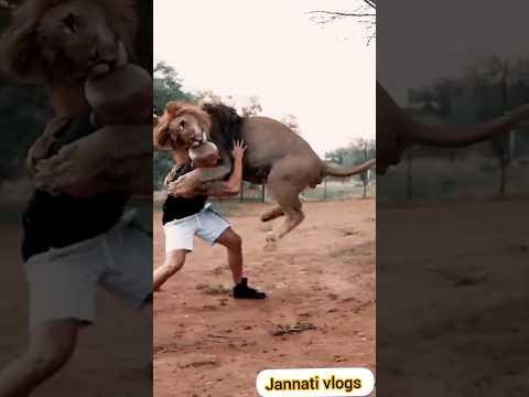 lion play with traineranimalsk funny videomemesshorts viral trending short youtubeshorts - jannati vlogs thumbnail