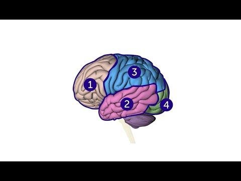 What are the different parts of the brain and what do they do  Cancer Research UK - Cancer Research UK thumbnail