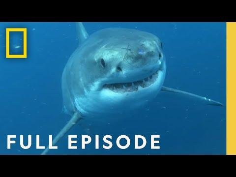 Shark Queens Rulers of the Ocean SPECIAL Full Episode  Shark Queens - National Geographic thumbnail