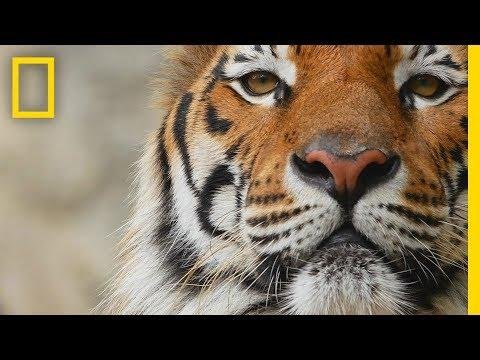 Tigers   National Geographic - National Geographic thumbnail