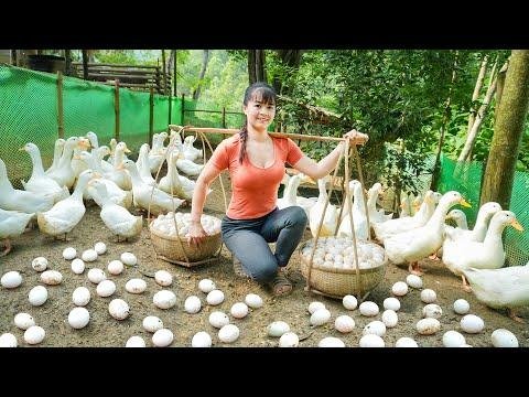 Full Video  Days Harvesting Many Big Fish Ducks Eggs Coconut FruitGoes To Market Sell - Phương  Free Bushcraft thumbnail