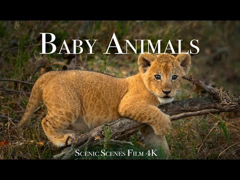 Baby Animals K  Amazing World Of Young Animals  Scenic Relaxation Film - Scenic Scenes thumbnail