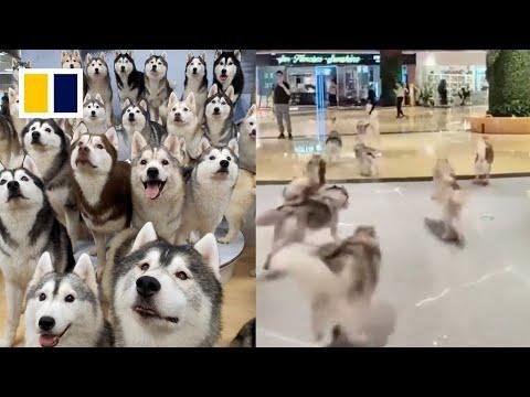  huskies escape from pet cafe in China - South China Morning Post thumbnail